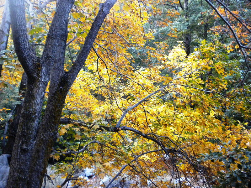 Timber101710 035.jpg